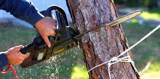 Best Tree Maintenance Programs  in Nashville, TN