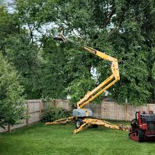 Tree and Shrub Care in Nashville, TN