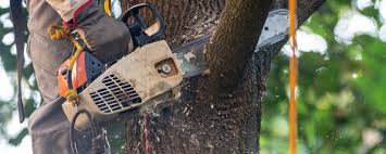 Best Tree Health Inspection  in Nashville, TN