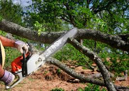 Best Hazardous Tree Removal  in Nashville, TN