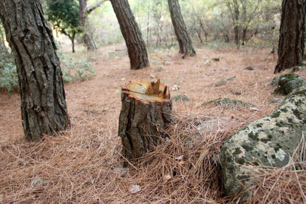 How Our Tree Care Process Works  in  Nashville, TN