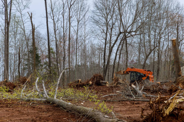 Best Emergency Tree Removal  in Nashville, TN