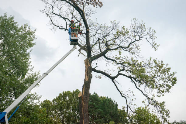 Best Leaf Removal  in Nashville, TN