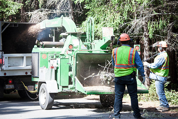 Professional Tree Services in Nashville, TN