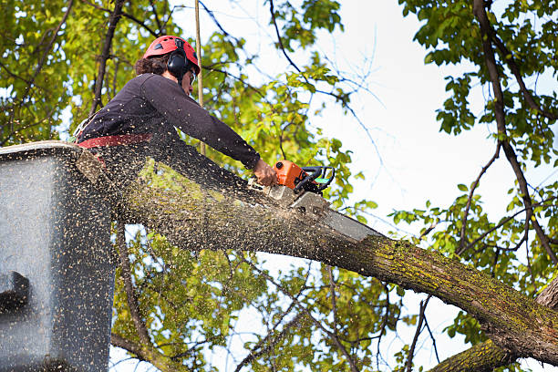 Best Tree Mulching  in Nashville, TN