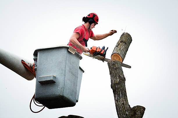 Best Tree Mulching  in Nashville, TN