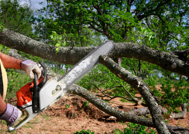 Best Leaf Removal  in Nashville, TN