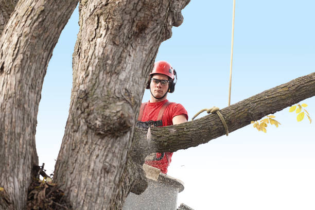 Best Hedge Trimming  in Nashville, TN